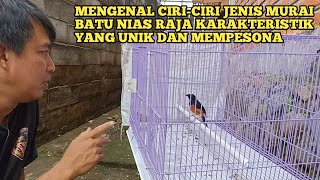 Download lagu MENGENAL CIRI-CIRI JENIS MURAI BATU NIAS RAJA KARAKTERISTIK YANG UNIK DAN MEMPESONA mp3