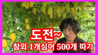 참외 1개심어 500개 따기 도전~ 참외 재배방법,심는시기,키우기 솔림농원 비닐하우스 텃밭 주말농장 귀농귀촌