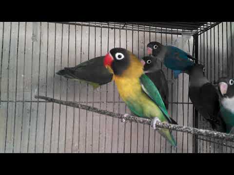 Adeeba birds farm & pets
