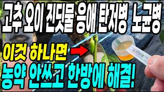 고추 오이에 진딧물 응애 탄저병 노균병 이것하나면 농약안쓰고 한방에 해결! 그많던 벌레가 싹 사라집니다