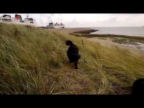 Texel, september 2013. | Markiesje op vakantie | Nederlandse rashonden