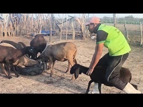 VENDI GRAÇAS A DEUS OITO BORREGAS BERGANÊS E UM BURREGO EM SOLEDADE NA PARAÍBA