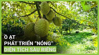 Cảnh báo việc phát triển “nóng” sầu riêng | VTC16