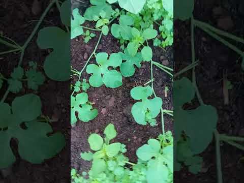 Projeto Um Olhar Para o Cerrado realizado no município de uruacu-GO, Lago Serra da Mesa