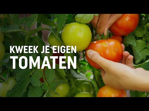 , title : 'Tomaten zaaien, kweken en oogsten | DIY video | Pokon: Groen doet je goed!'