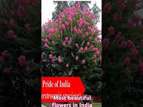 India's most beautiful flowers don't forget to like share and subscribe