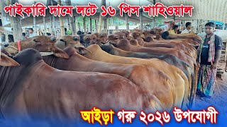 ২০২৬ উপযোগী ১৬ পিস মাথানষ্ট শাহীওযাল আইড়া গরু✅ লটে পানির দামে দাম।🖐️রাজশাহী সিটি হাট