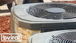 Snake vs. Industrial Fan. The Fan Won.