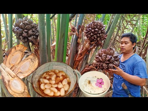 Nipa Palm Fruit have you ever try to cooked and eat this type of Wild Fruit? bunga ng Sasa Chapter40