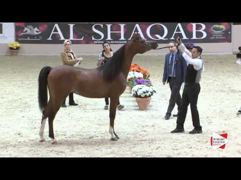 N.57 PRIMERIUS EMER - Milan 2016 - Colts 2 years old (Class 5)