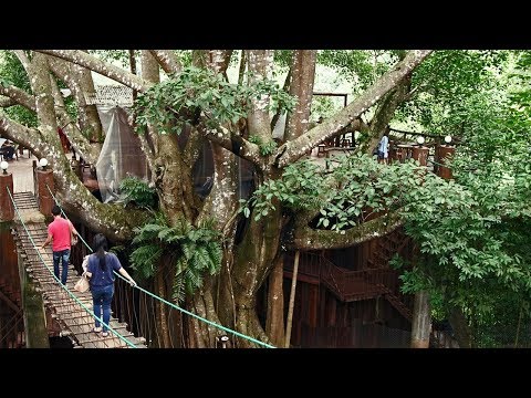 download lagu mp3 mp4 Treehouse Restaurant Thailand, download lagu Treehouse Restaurant Thailand gratis, unduh video klip Treehouse Restaurant Thailand