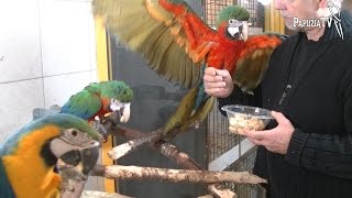Parrot Shop - Unique One