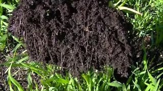 Growing SOIL - How to Start No till Garden or Food Forest for beginners 101 with Compost. PT 6