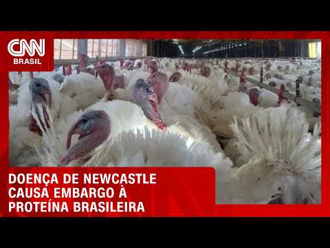 Doença de Newcastle causa embargo à proteína brasileira; veja no Conexão Agro | CNN PRIME TIME