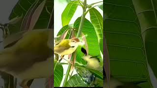 Download lagu proses pembuatan sarang burung prenjak lumut mp3