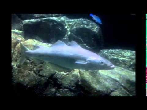 Blijdorp 1 augustus 2014