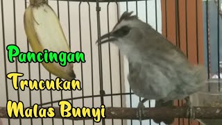 Download lagu PANCINGAN trucukan BAHAN dan MALAS BUNYI agar RAJIN bunyi gacor mp3 Download lagu PANCINGAN trucukan BAHAN dan MALAS BUNYI agar RAJIN bunyi gacor mp3