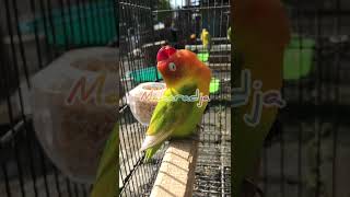 Download lagu LOVEBIRD KONSLET MAHARADJA MILIK ARI SOLO mp3