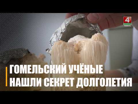 Гомельские учёные предлагают выращивать гриб ежовик в промышленных масштабах видео