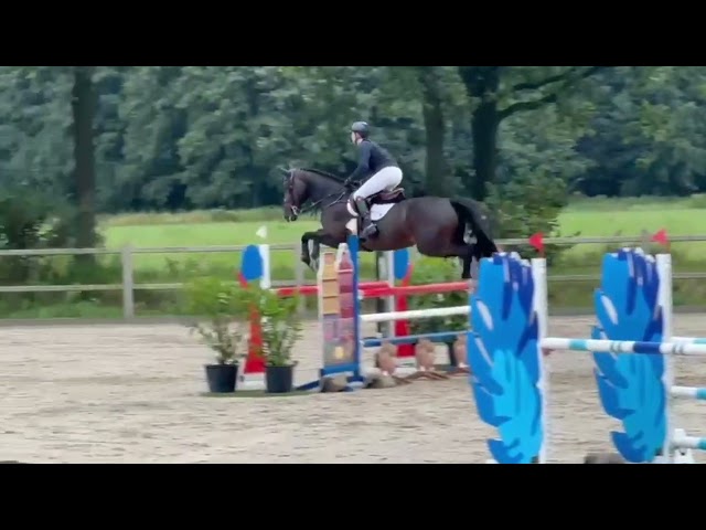 Trumpeter Nikita (mother implanted embryo Cardento x Cornet Obolensky)