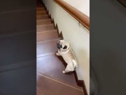 What Just Happened? Watch That Again | Funny Dog #pug #mypug #puglife #funny #pets