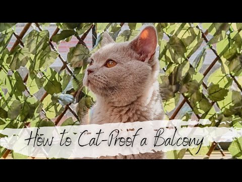 How to Catproof a Balcony | Kitten Exploring Balcony | Kitten in the Snow | Alexandra Rose