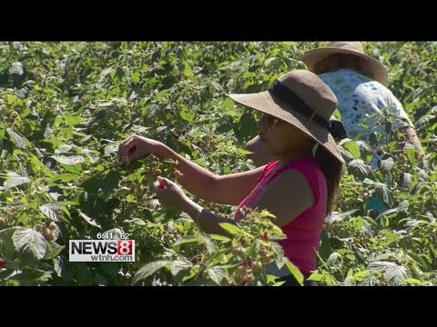 Cruisin’ Connecticut – The Perfect Pick: Raspberries at Bishop’s Orchards