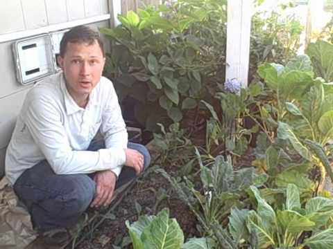 download lagu mp3 mp4 Growing Potatoes In Shade, download lagu Growing Potatoes In Shade gratis, unduh video klip Growing Potatoes In Shade