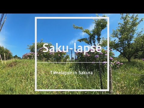 Saku-lapse　～臼井城址公園～