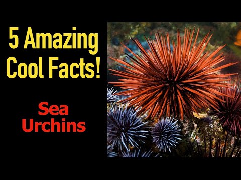 5 Fascinating Facts About Sea Urchins