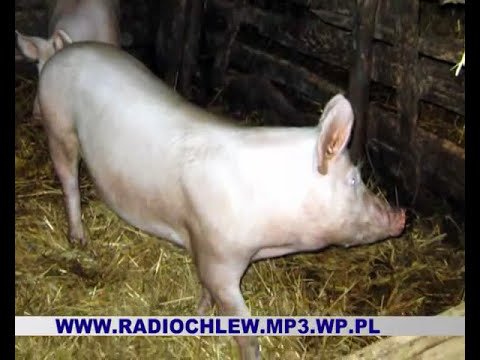 To jest dopiero wiocha!!!