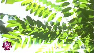 موشن جرافيك السعر بالدقيقة . لكتاب ادعوني