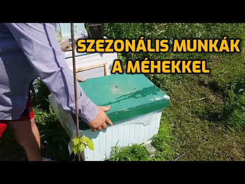 , title : 'Mikor milyen műveleteket kell végezni a méhekkel? / Méhészet a kezdőknek №3'