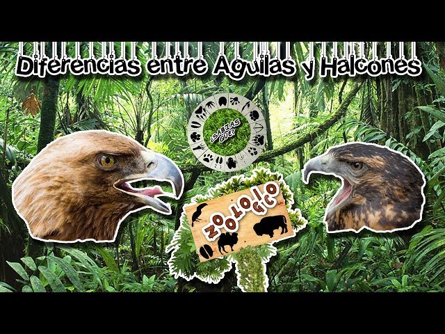 Video Pronunciation of halcones in Spanish