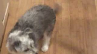 Ben Dances for Bacon while Bandit looks o