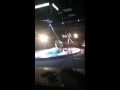 Elephants At Circus