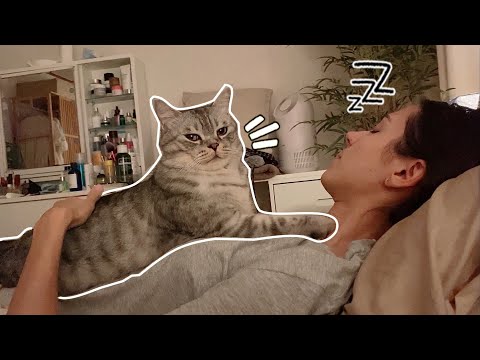 My Cat's Night Routine 🌙 He ALWAYS does this...