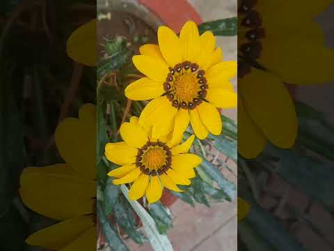 Do baate ho sakti ...inkar....ki💔💔❤️❤️💔💔🌺🌺🌹🌹🪷🪷🌸🌸🪻🪻