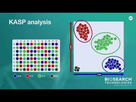 KASP analysis and benefits