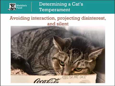 Determining a Cat's Temperament: Feral or Frightened