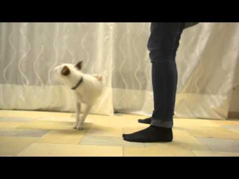 Lottas Trickkiste   Rückwärts einparken