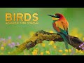 Discover The Beauty Of Birds Around The World With Name In 4K