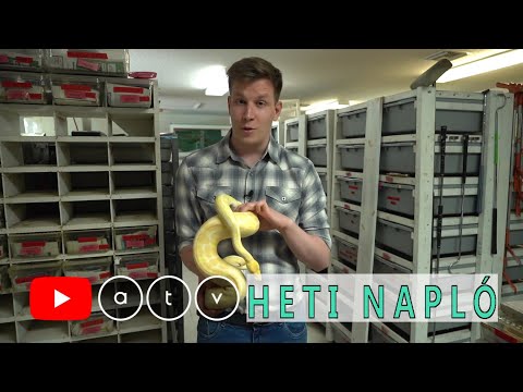 A világ egyik legveszélyesebb munkája! Ez a férfi szó szerint kígyókkal él!