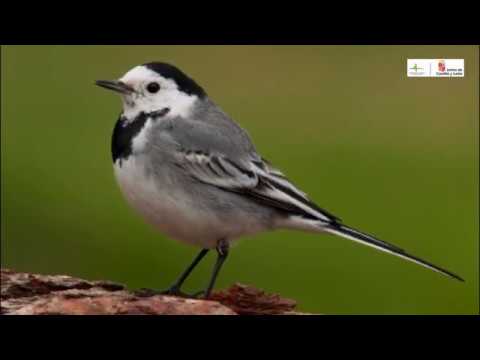 Aves desde mi ventana - Capítulo 2