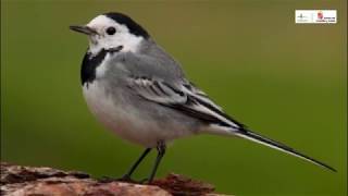 Aves desde mi ventana - Capítulo 2