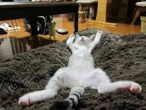 Funny video of cat sliding down with  getting angry moment