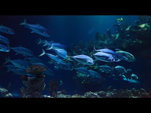 Leo Diamond And His Orchestra – Skin Diver Suite And Other Selections (Space-Age, Jazz, Orchestra)