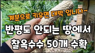 옥수수 반평도 안되는 땅에서 50개 수확~ #옥수수농사 #옥수수거름 #옥수수수확 #옥수수키우는방법