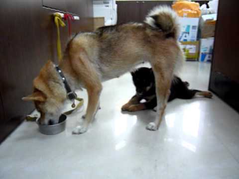 99/7/31巧克力與家人互動(原發表者:巧克力家)(影片)