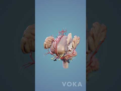 Brain Anatomy 3D Visualization - Neuroanatomy in 3D with VOKA